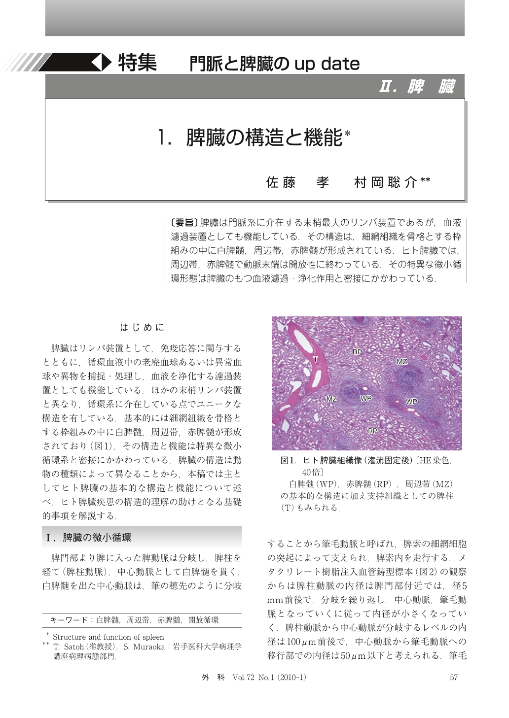 脾臓 脾臓の構造と機能 臨床雑誌外科 72巻1号 医書 Jp