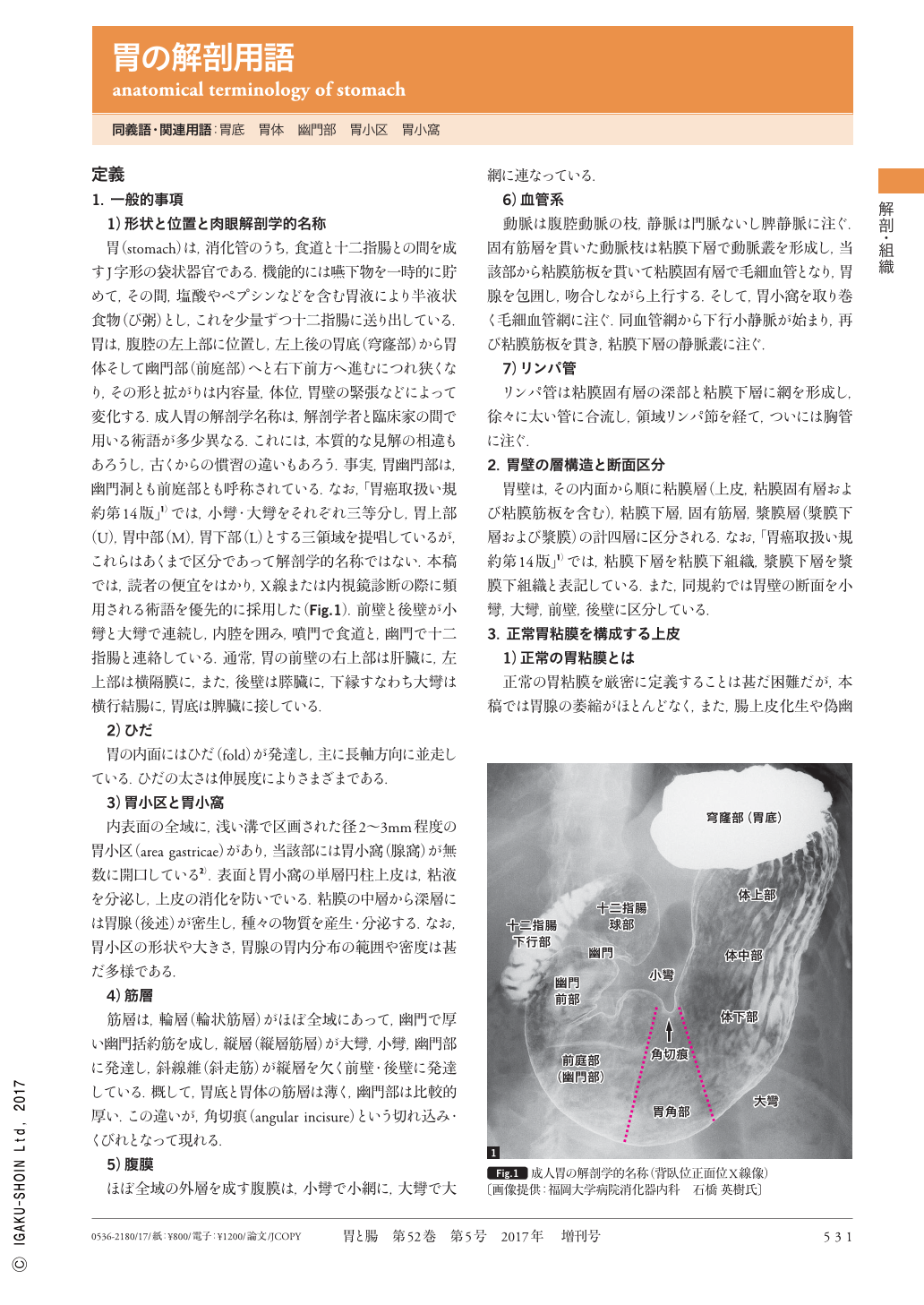 胃の解剖用語 Anatomical Terminology Of Stomach 胃と腸 52巻5号 医書 Jp