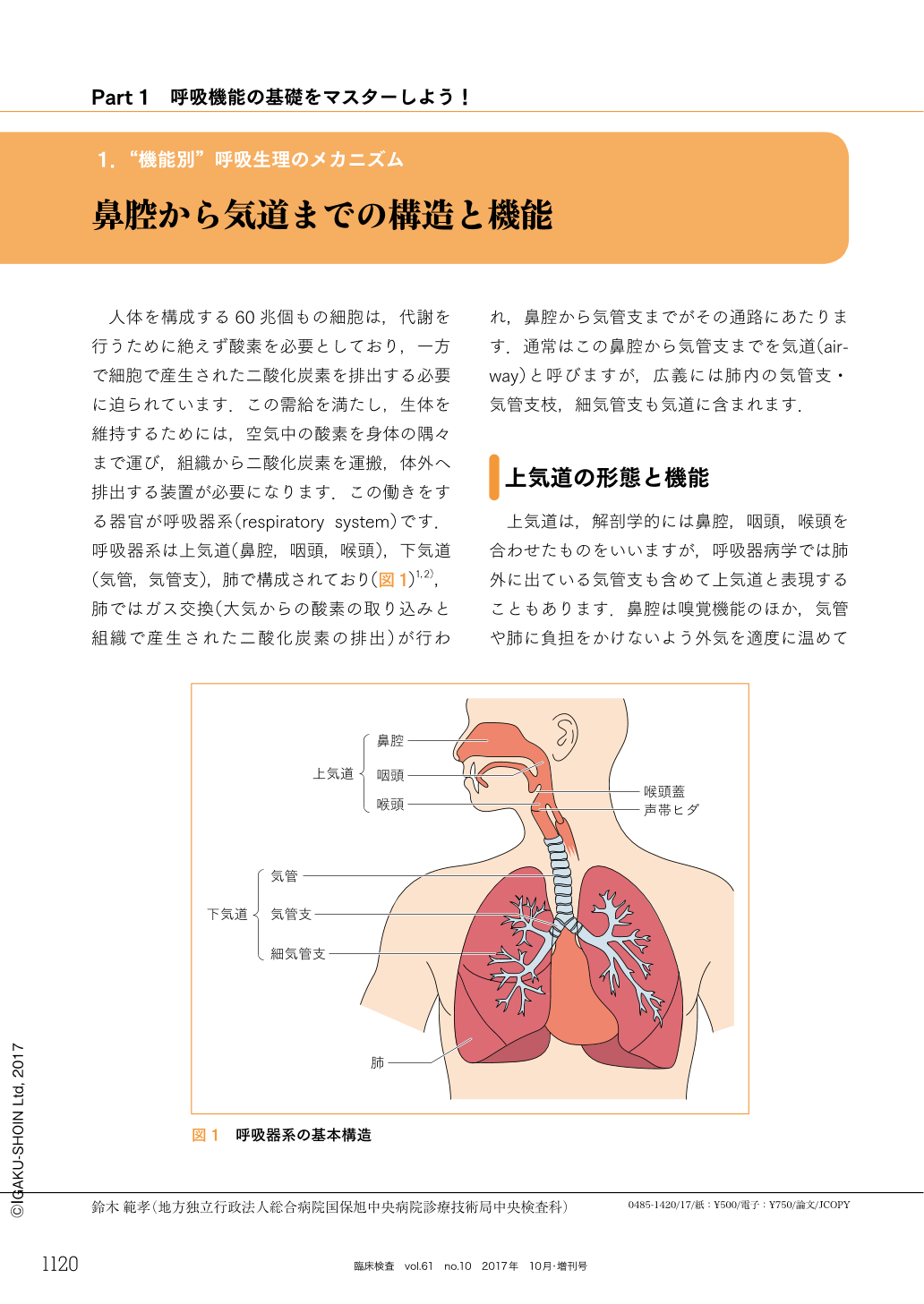 口腔内吸引、気管内吸引のイメージトレーニングに人体解剖図矢状面 訳