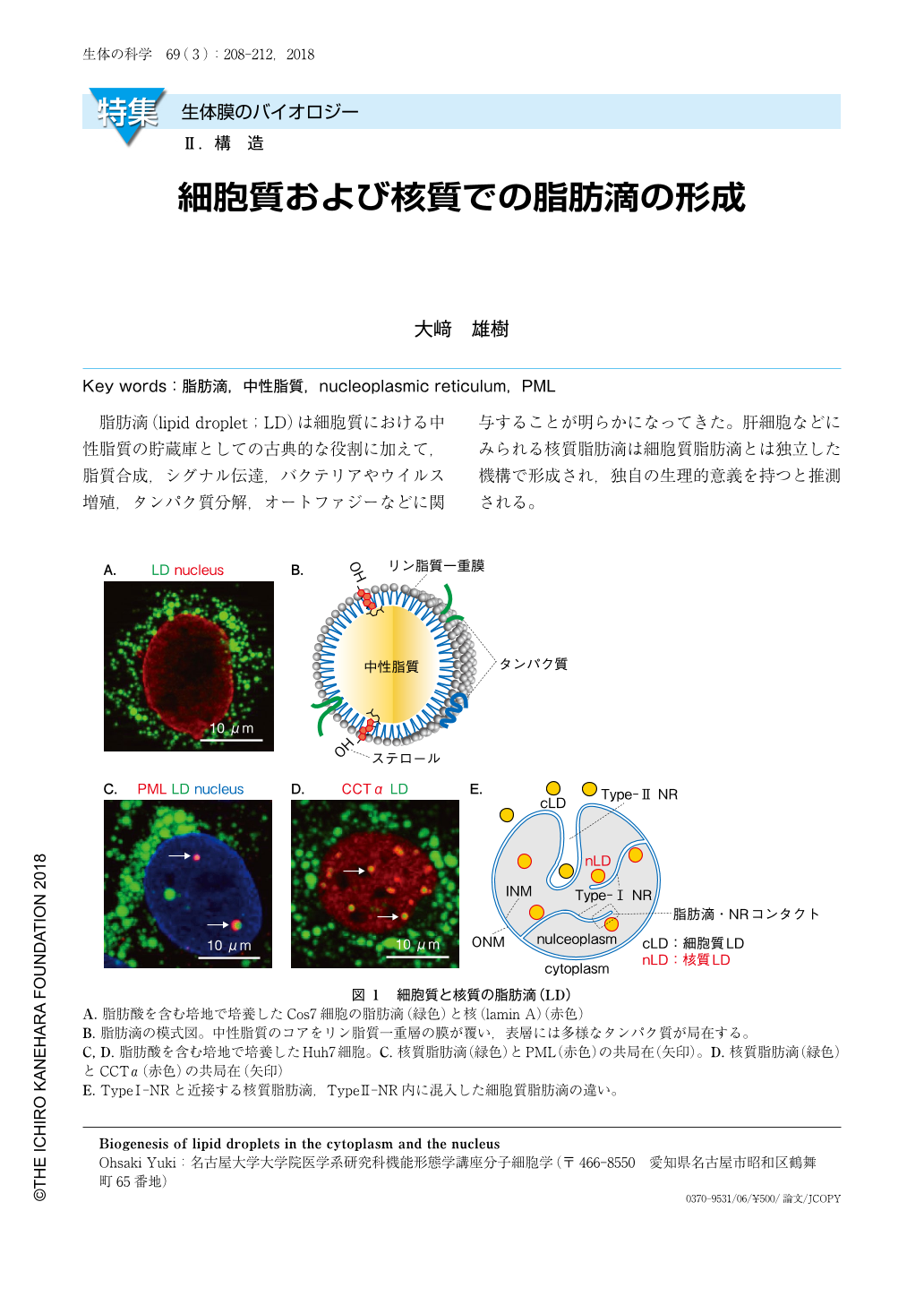 細胞質および核質での脂肪滴の形成 生体の科学 69巻3号 医書 Jp